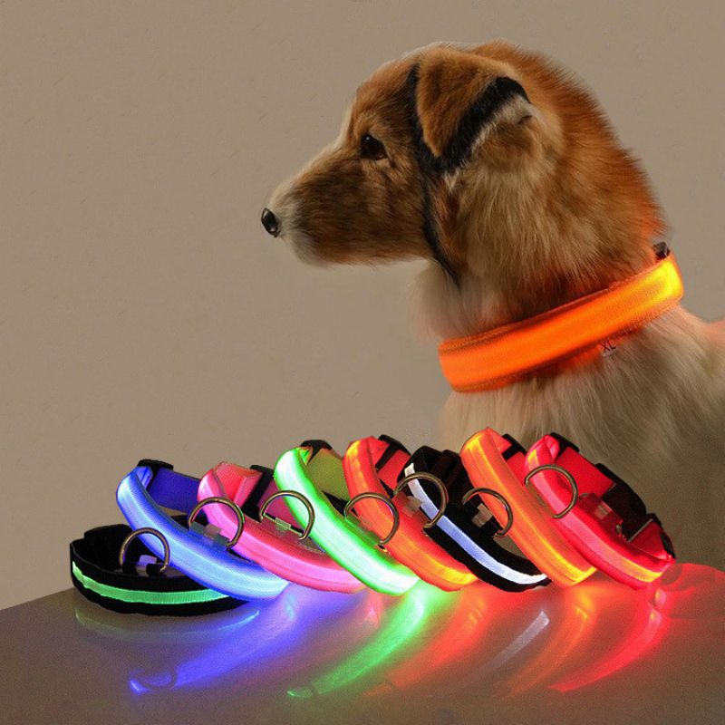 colliers lumineux pour chiens | Rechargeable
